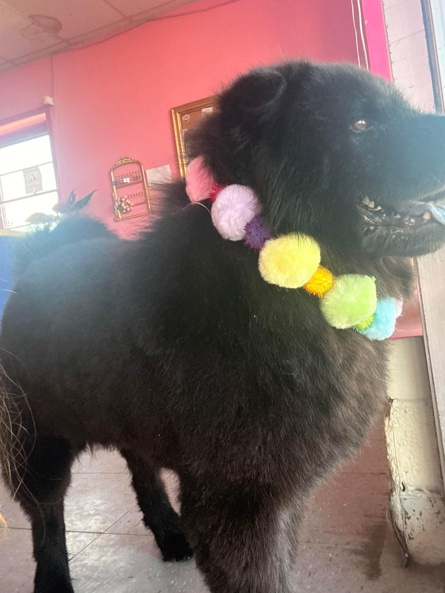Bartleby, Adoptable, Young Male Chow Chow.