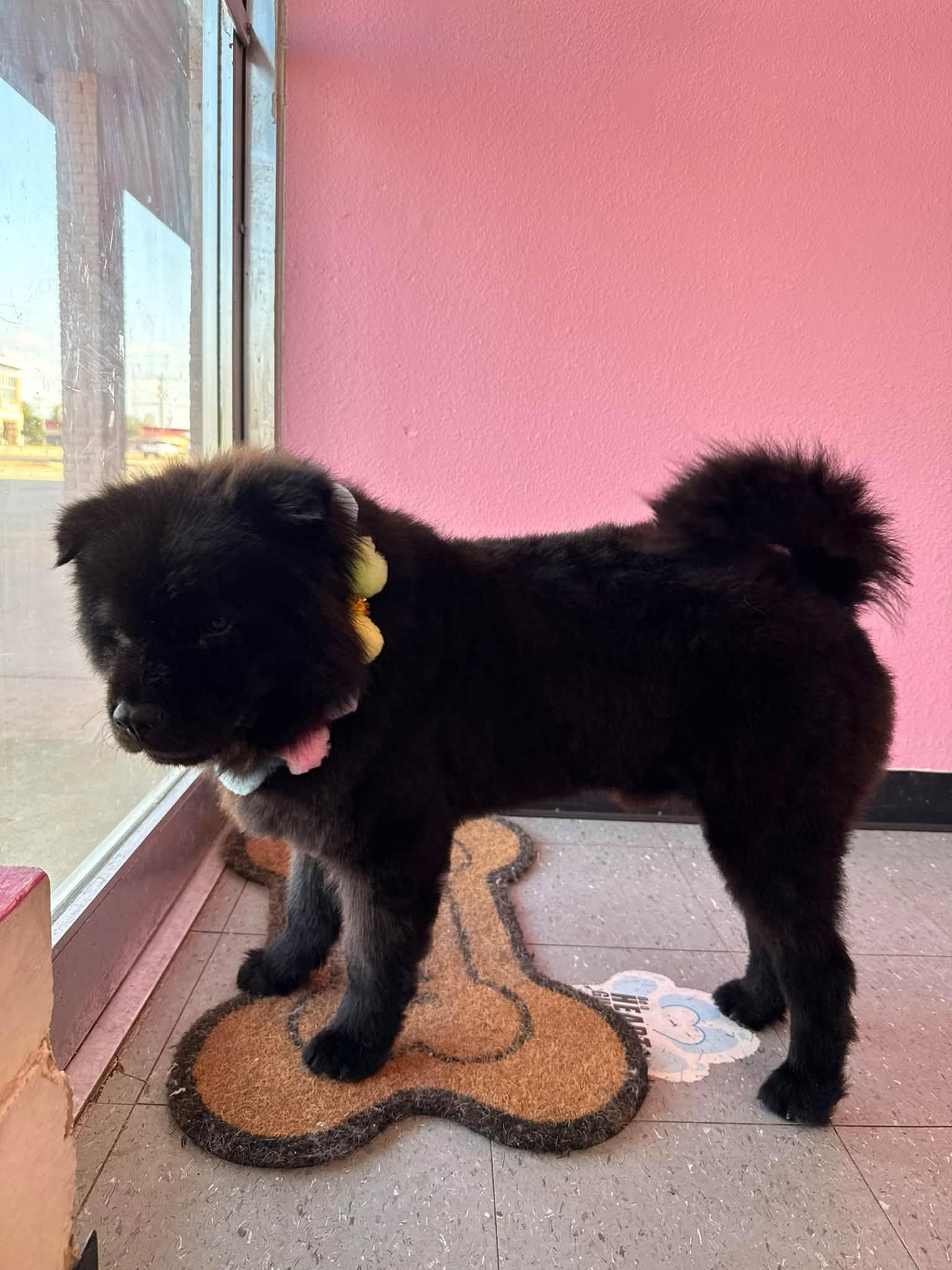Enlarge Bartleby, a Adoptable Chow Chow in Houston, TX image 2/4