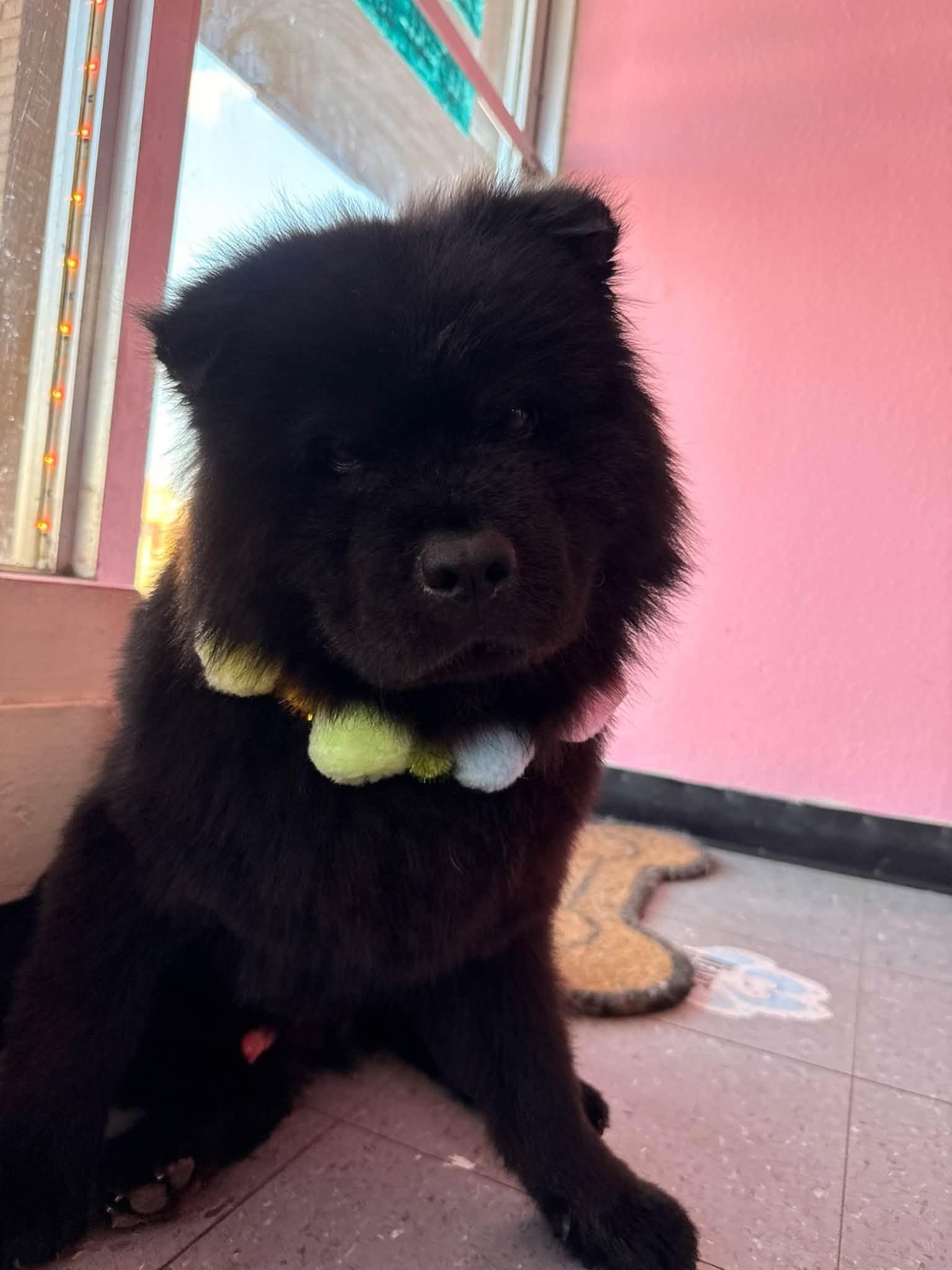 Enlarge Bartleby, a Adoptable Chow Chow in Houston, TX image 3/4