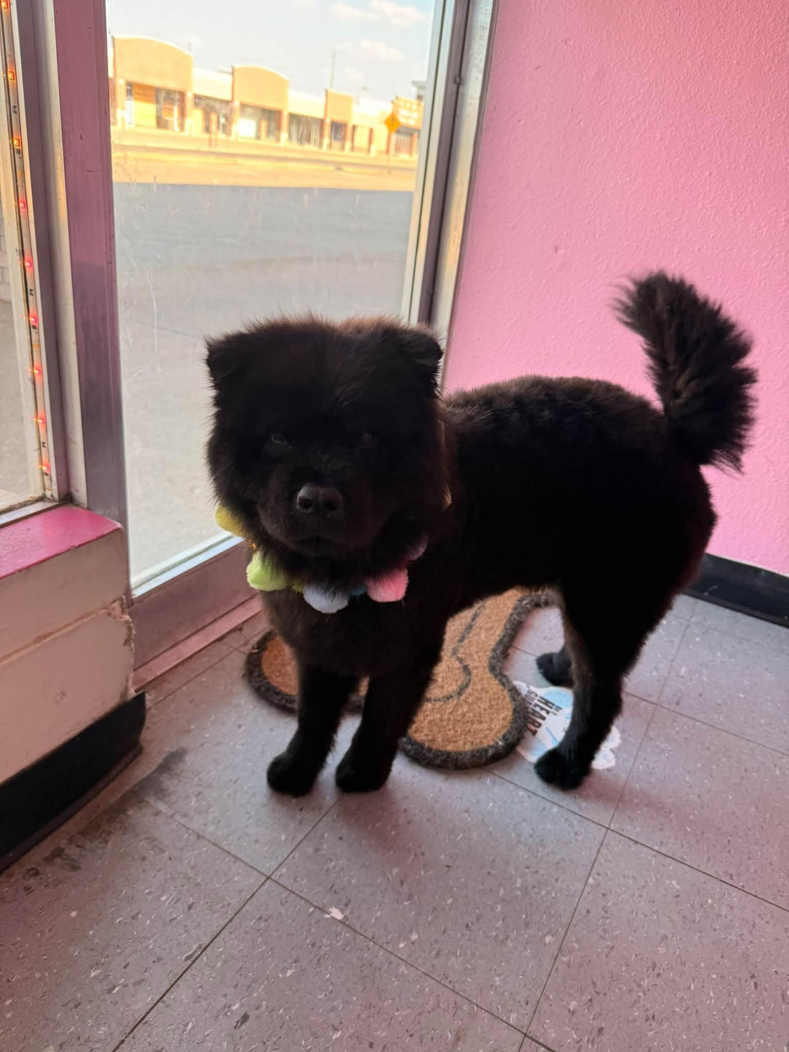 Enlarge Bartleby, a Adoptable Chow Chow in Houston, TX image 4/4