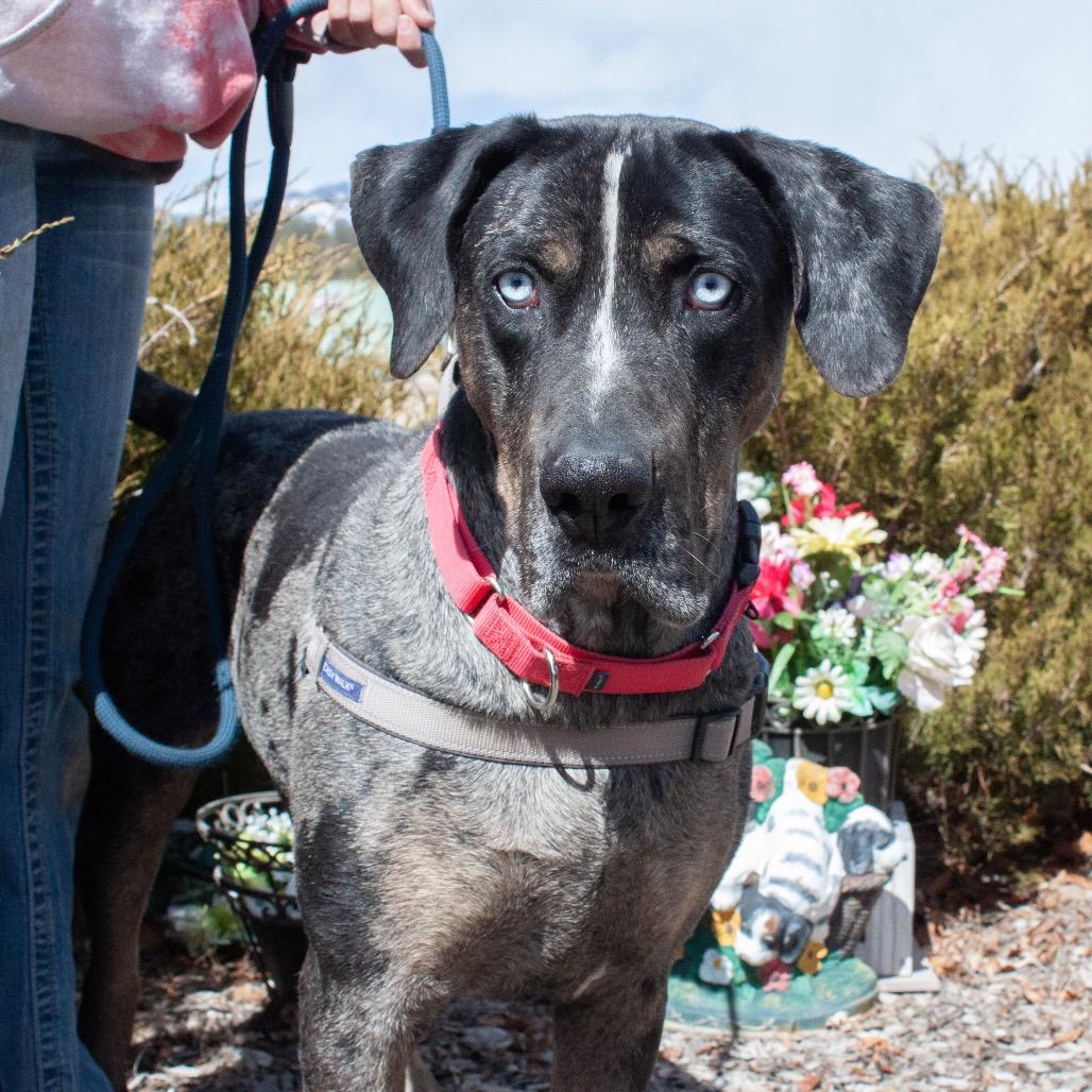 Enlarge BLU, a Adoptable Great Dane in Pagosa Springs, CO image 1/3