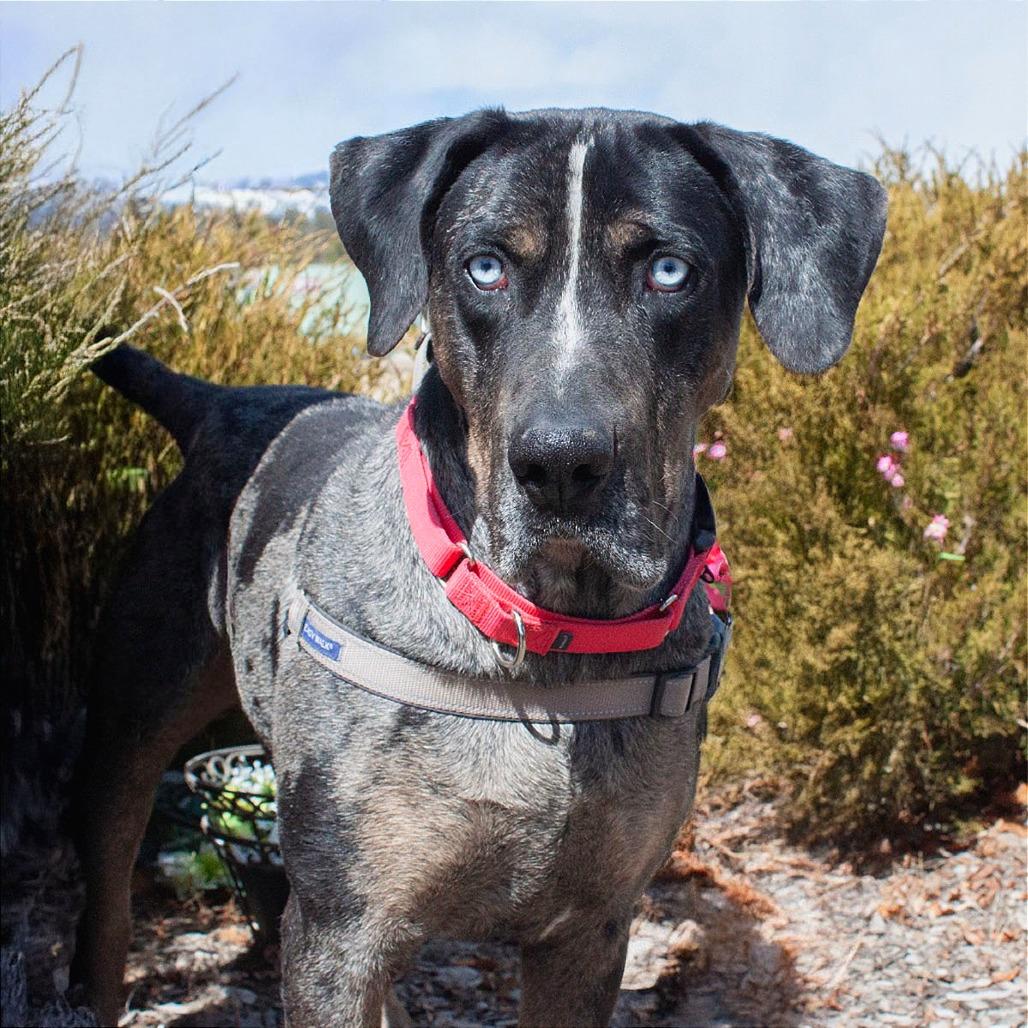 Enlarge BLU, a Adoptable Great Dane in Pagosa Springs, CO image 3/4