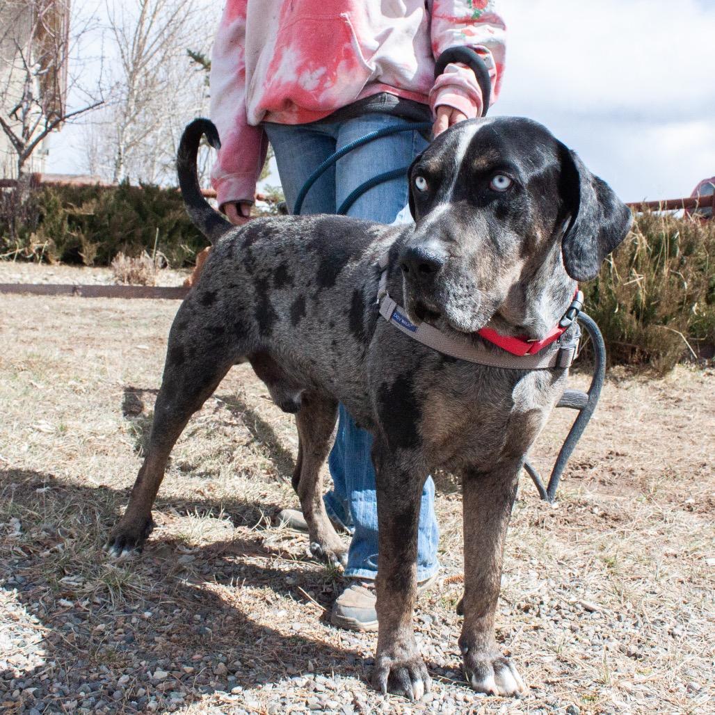 Enlarge BLU, a Adoptable Great Dane in Pagosa Springs, CO image 3/3