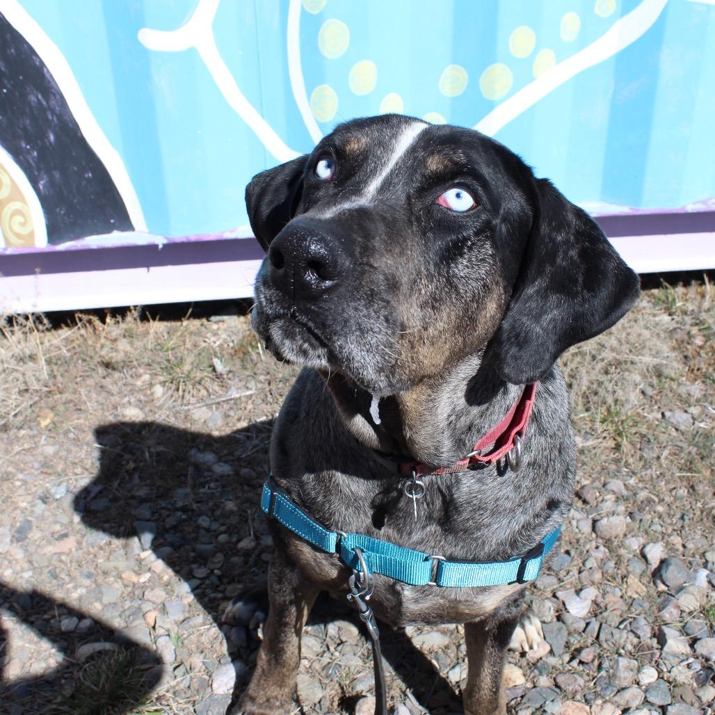 Enlarge BLU, a Adoptable mixed breed in Pagosa Springs, CO image 5/6