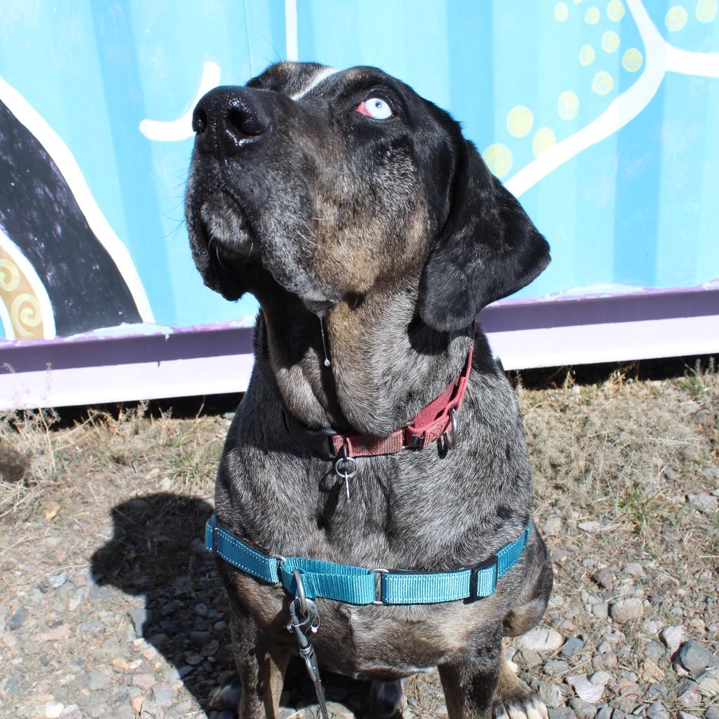 Enlarge BLU, a Adoptable mixed breed in Pagosa Springs, CO image 6/6