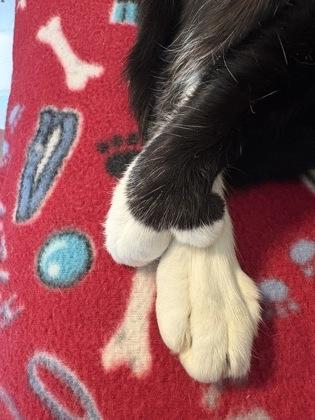 Enlarge Cannoli, a Adoptable mixed breed in Sultan, WA image 1/3