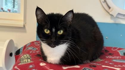 Enlarge Cannoli, a Adoptable mixed breed in Sultan, WA image 3/3