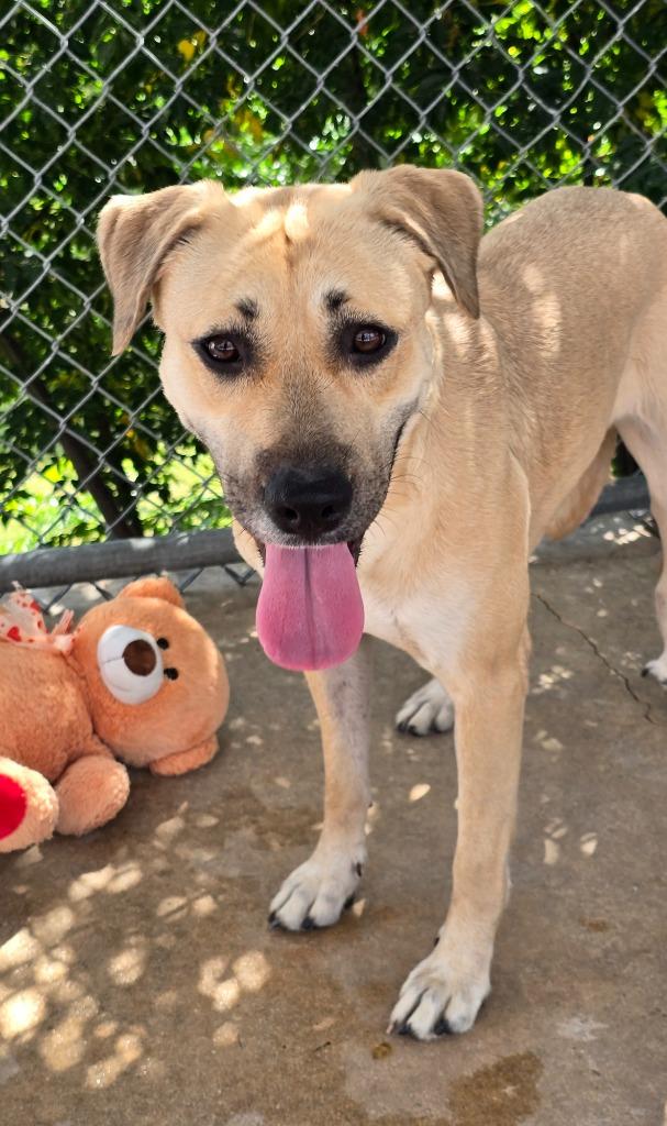 Lexi, Adoptable, Young Female Anatolian Shepherd.