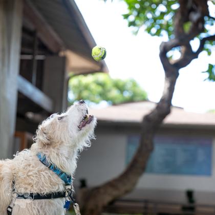 Eddie, Adoptable, Adult Male Airedale Terrier & Mixed Breed.