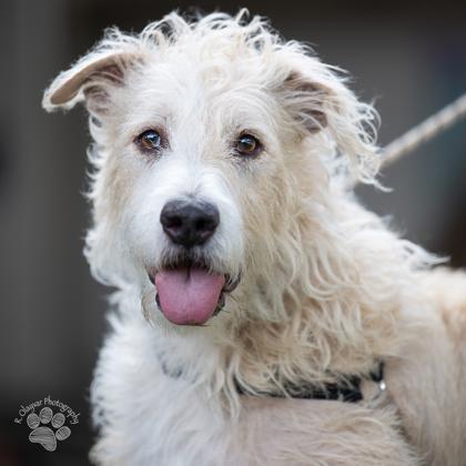 Eddie, a Adoptable mixed breed in Honolulu, HI image 2/2