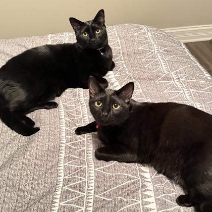 Enlarge Everest, a Adoptable Domestic Short Hair in Elk Grove Village, IL image 1/2