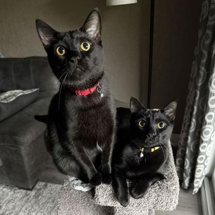 Everest, Adoptable, Young Male Domestic Short Hair & Domestic Short Hair.