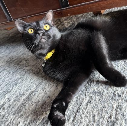 Everest, Adoptable, Young Male Domestic Short Hair & Domestic Short Hair.