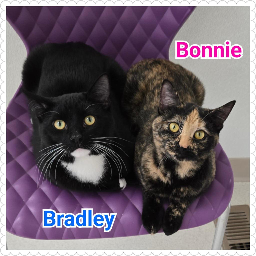 Bradley, Adoptable, Young Male Domestic Short Hair.