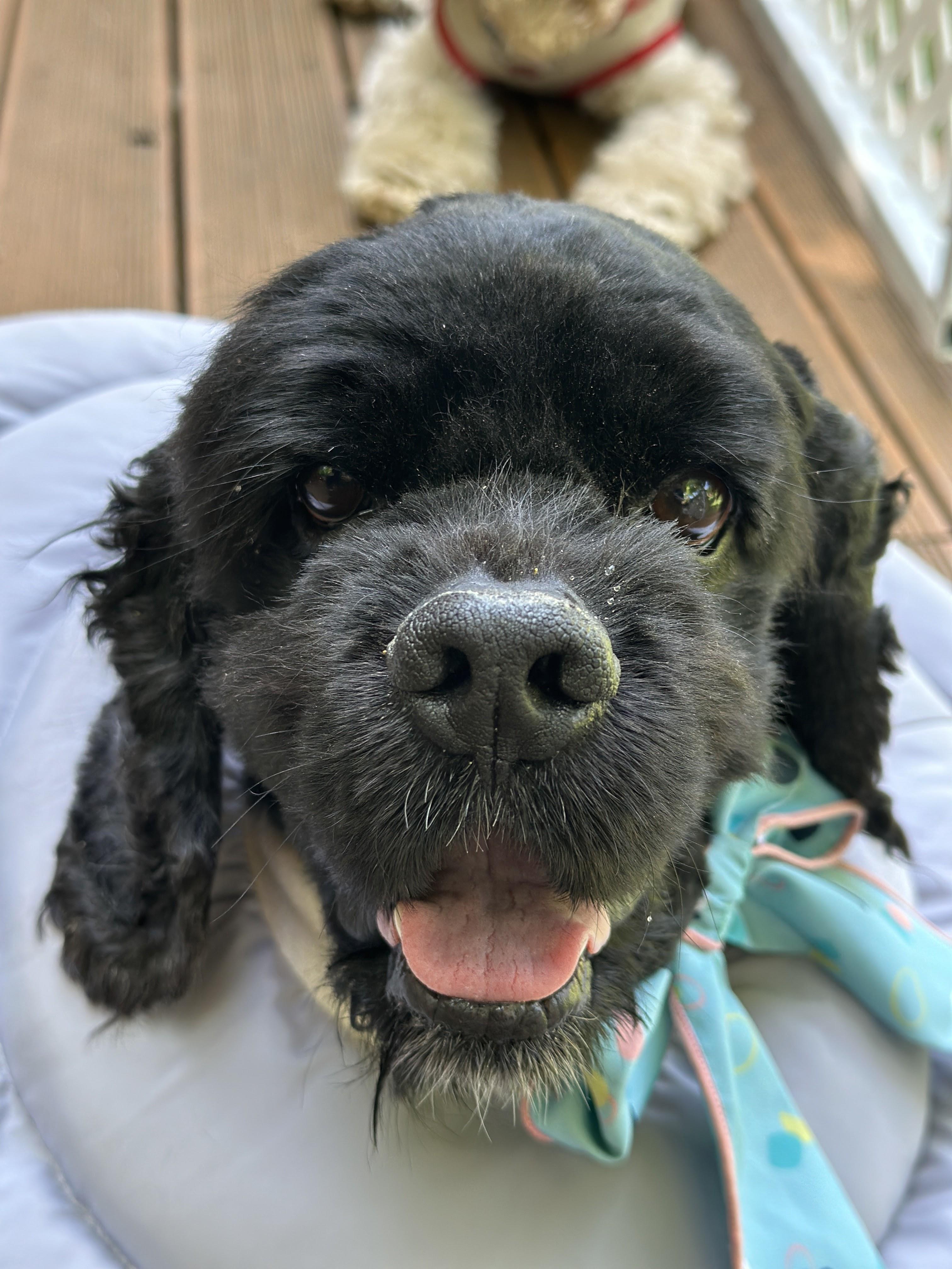 Choo Choo, a Adoptable mixed breed in Sherman Oaks, CA image 1/3