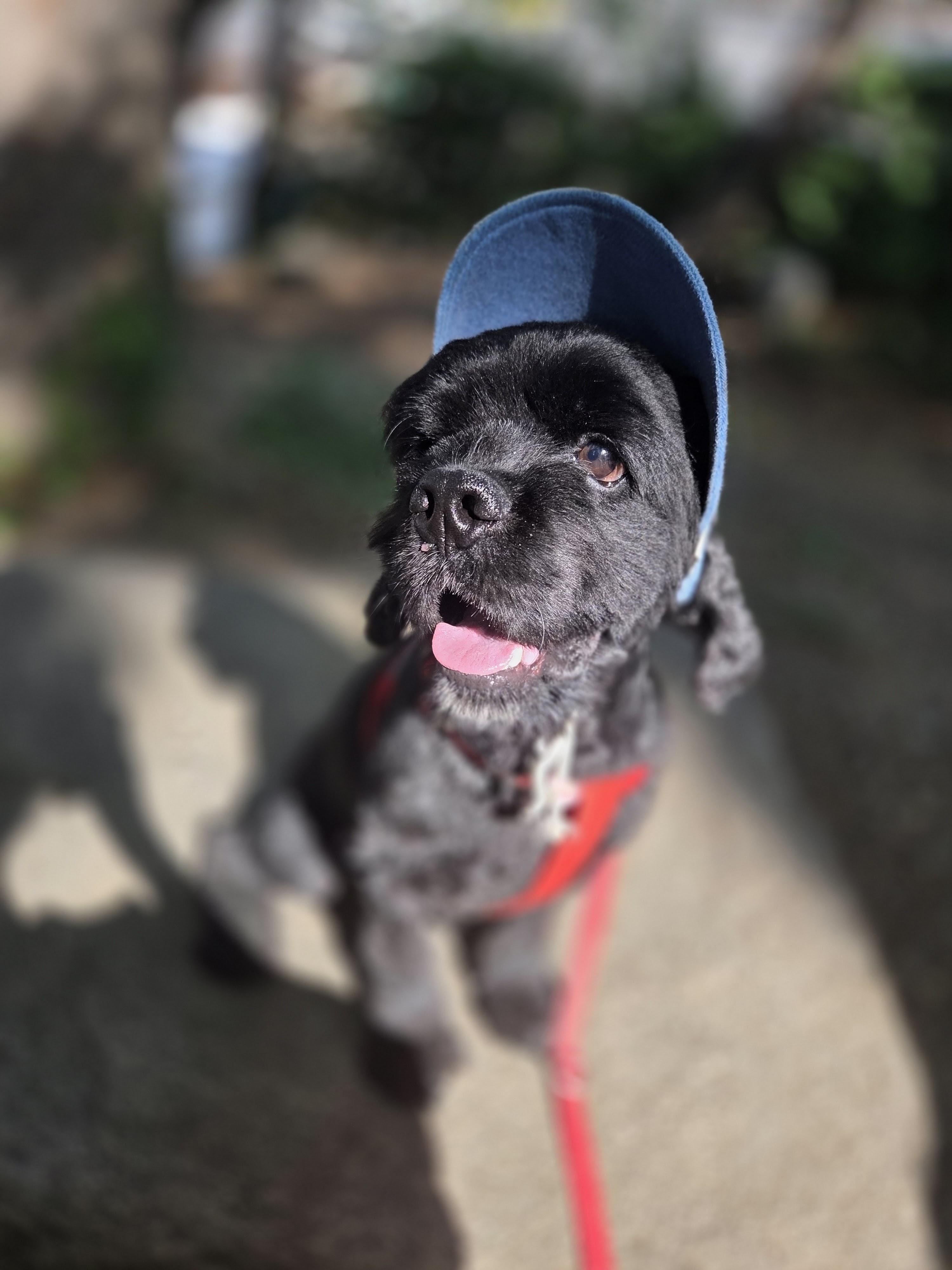 Choo Choo, a Adoptable mixed breed in Sherman Oaks, CA image 2/3