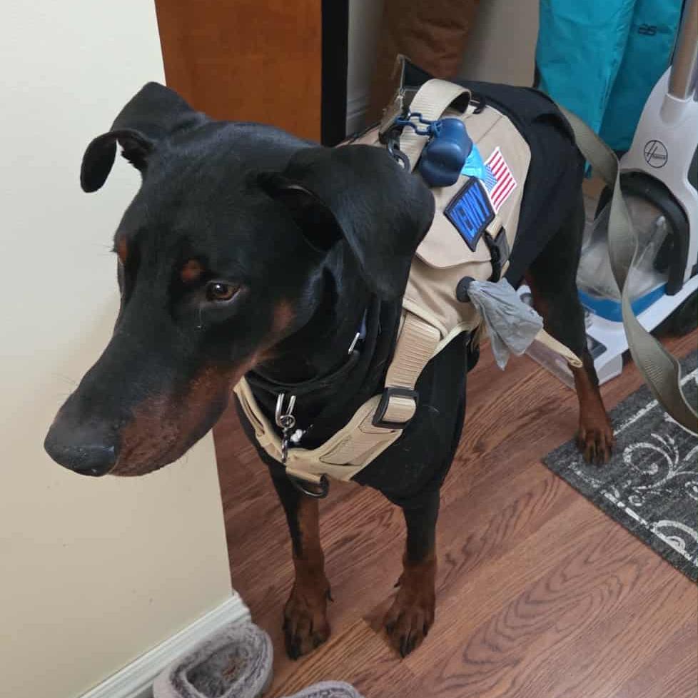 Enlarge Kenny- Courtesy Listing, an adoptable Doberman Pinscher in Midland, MI image 1/6