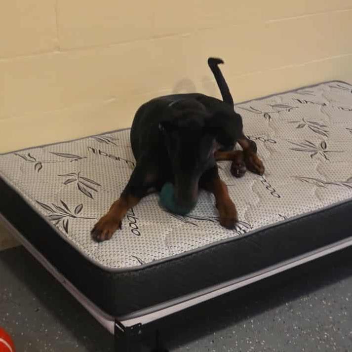 Enlarge Kenny- Courtesy Listing, an adoptable Doberman Pinscher in Midland, MI image 4/6