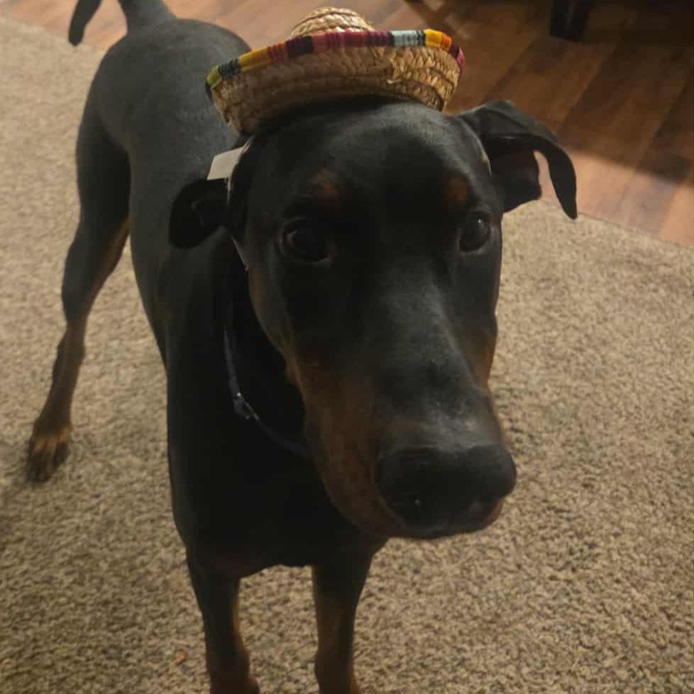 Enlarge Kenny- Courtesy Listing, an adoptable Doberman Pinscher in Midland, MI image 6/6