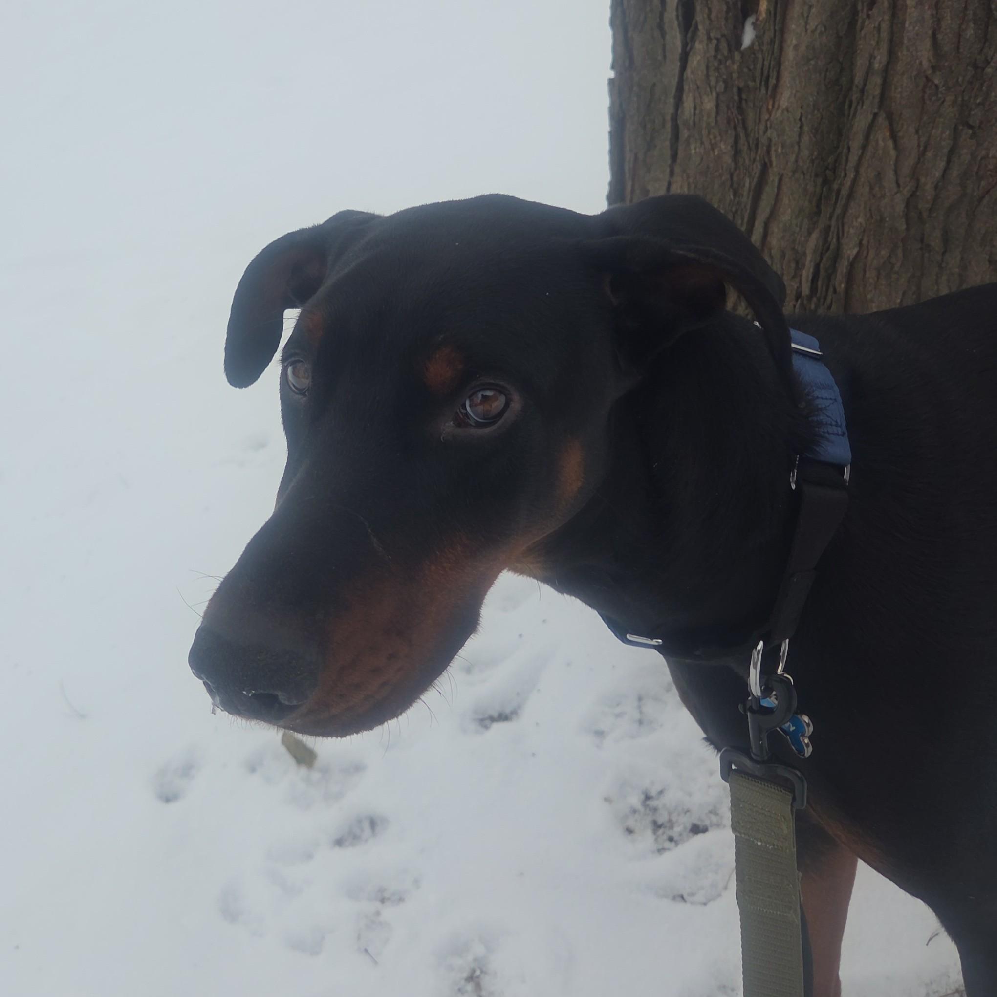 Enlarge Kenny- Courtesy Listing, an adoptable Doberman Pinscher in Midland, MI image 3/6