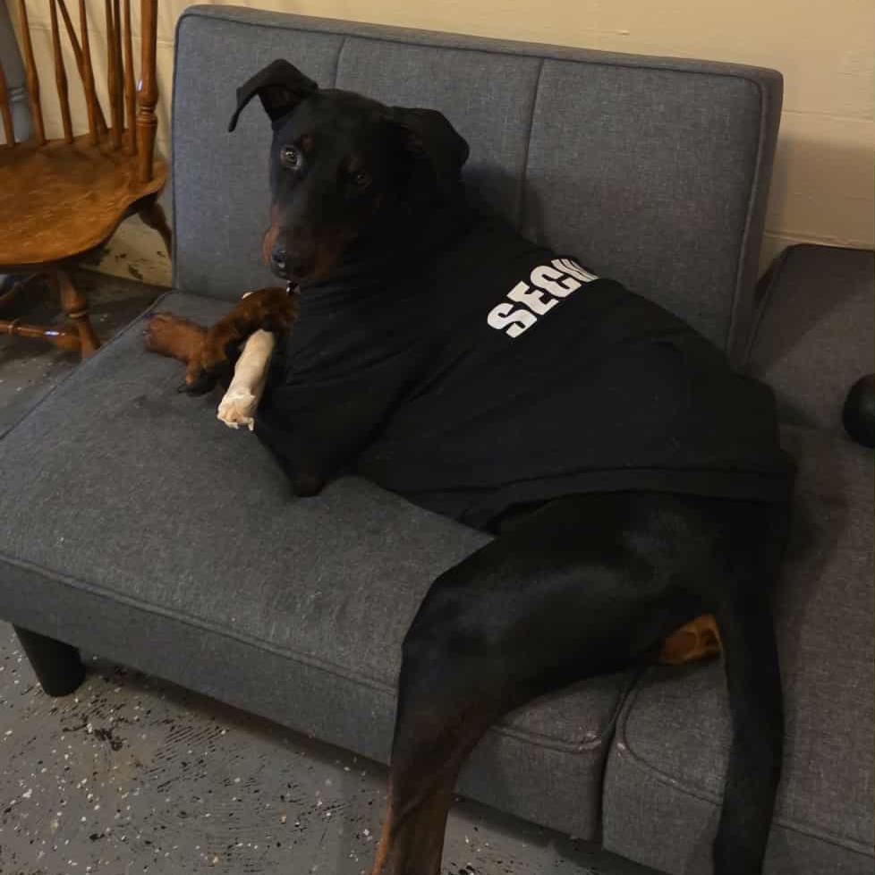 Enlarge Kenny- Courtesy Listing, an adoptable Doberman Pinscher in Midland, MI image 5/6