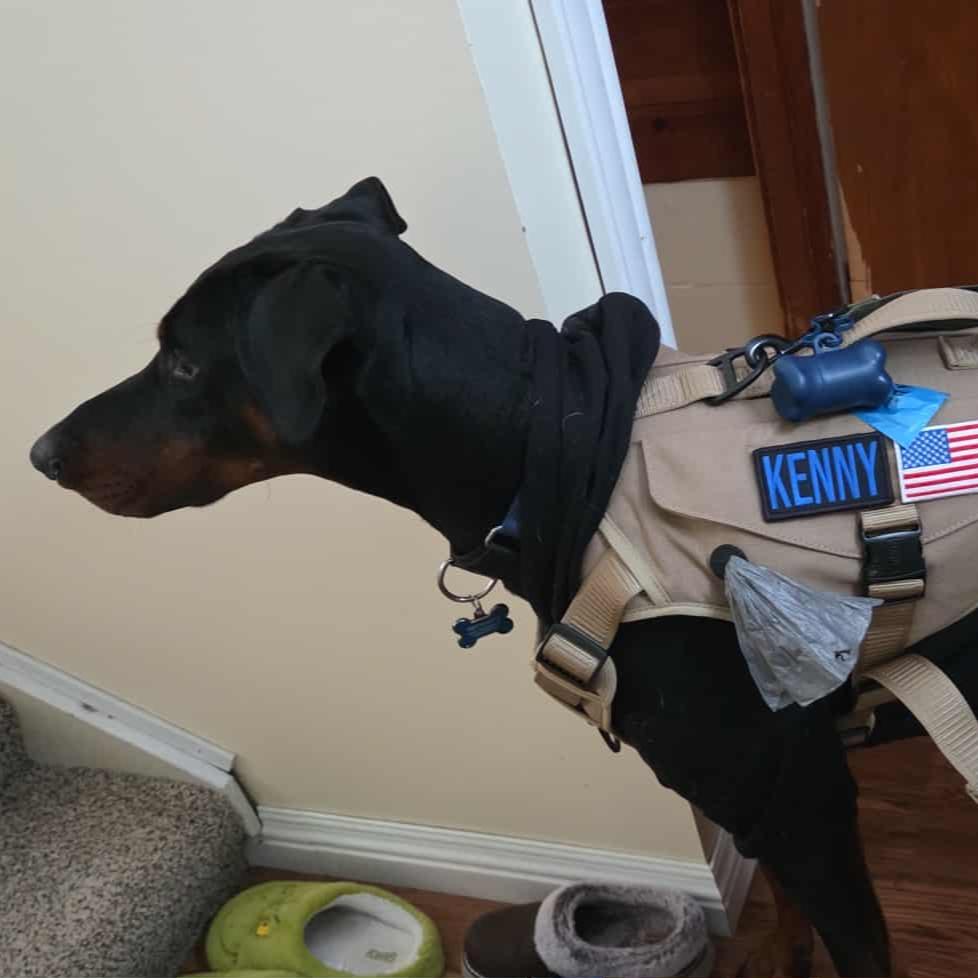 Enlarge Kenny- Courtesy Listing, an adoptable Doberman Pinscher in Midland, MI image 2/6