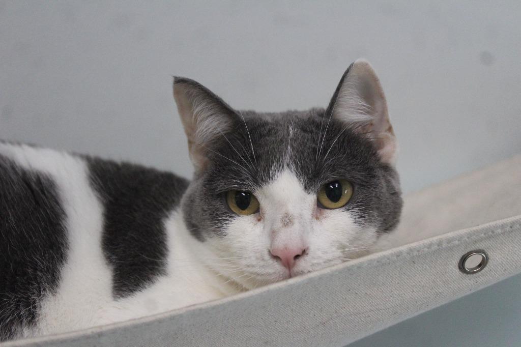 Enlarge Puddle, a Adopted Domestic Short Hair in Chestertown, MD image 1/3