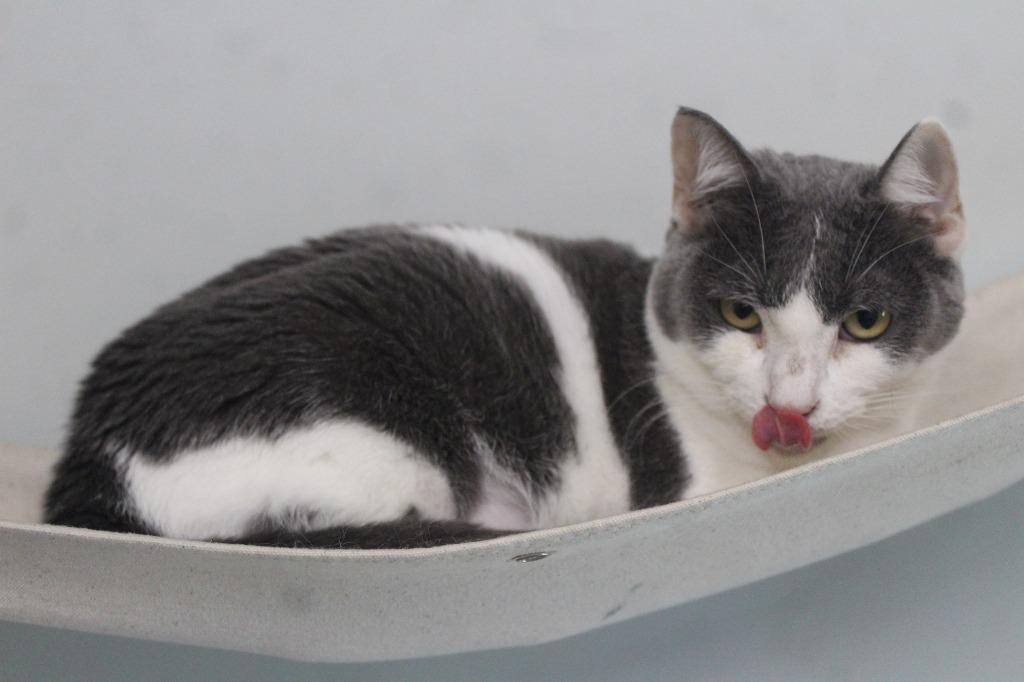 Enlarge Puddle, a Adopted Domestic Short Hair in Chestertown, MD image 2/3