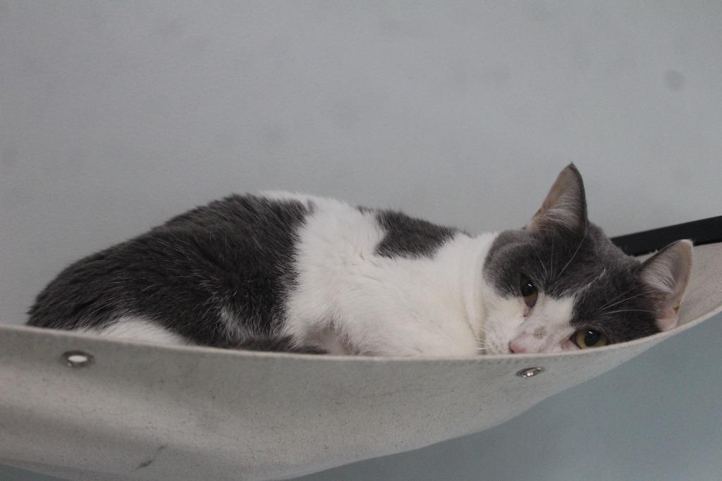 Enlarge Puddle, a Adopted Domestic Short Hair in Chestertown, MD image 3/3