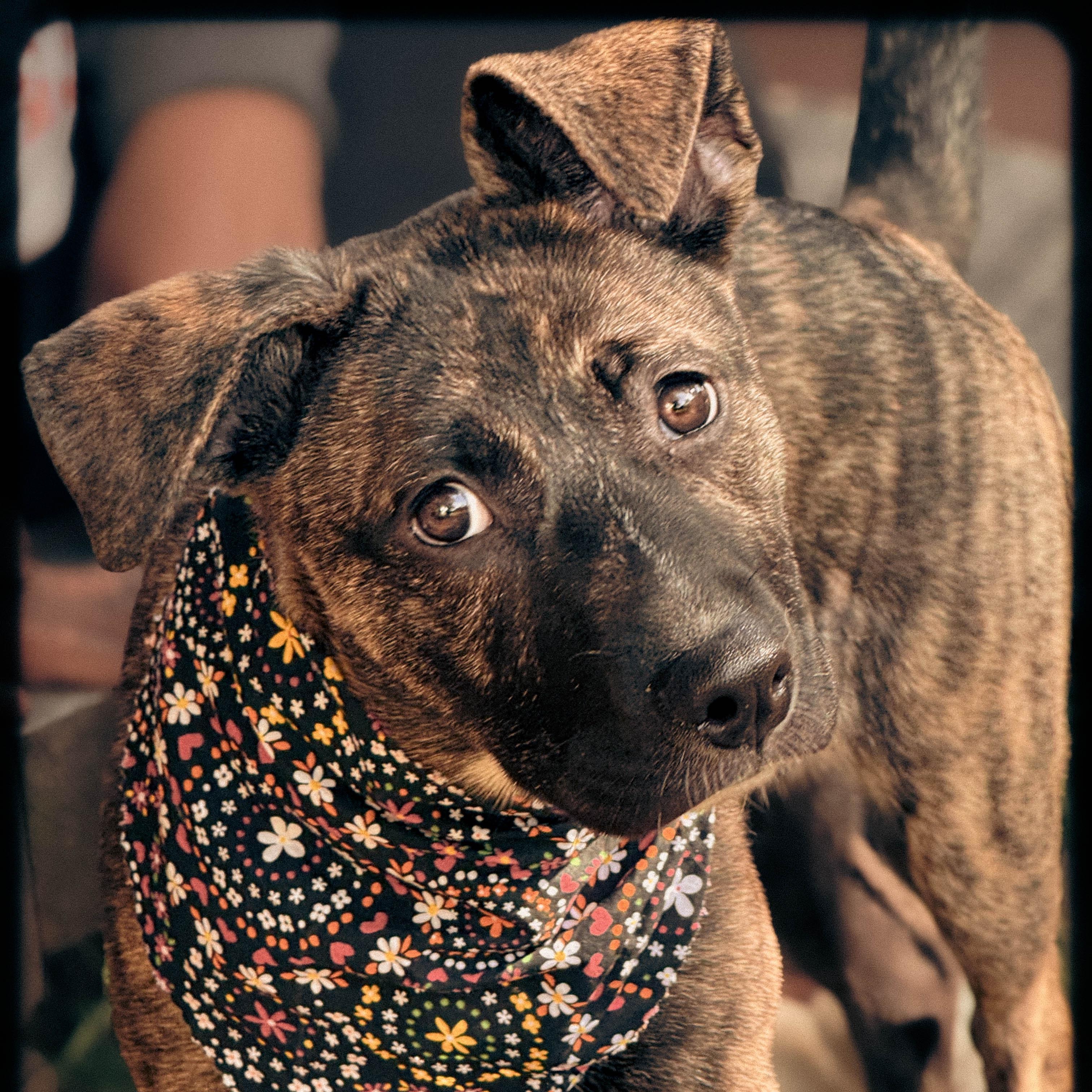Cleo photo 2