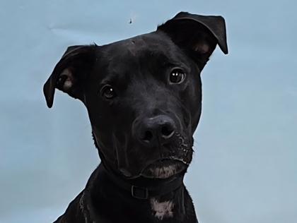 Enlarge Night, a Adoptable mixed breed in Coon Rapids, MN image 1/1