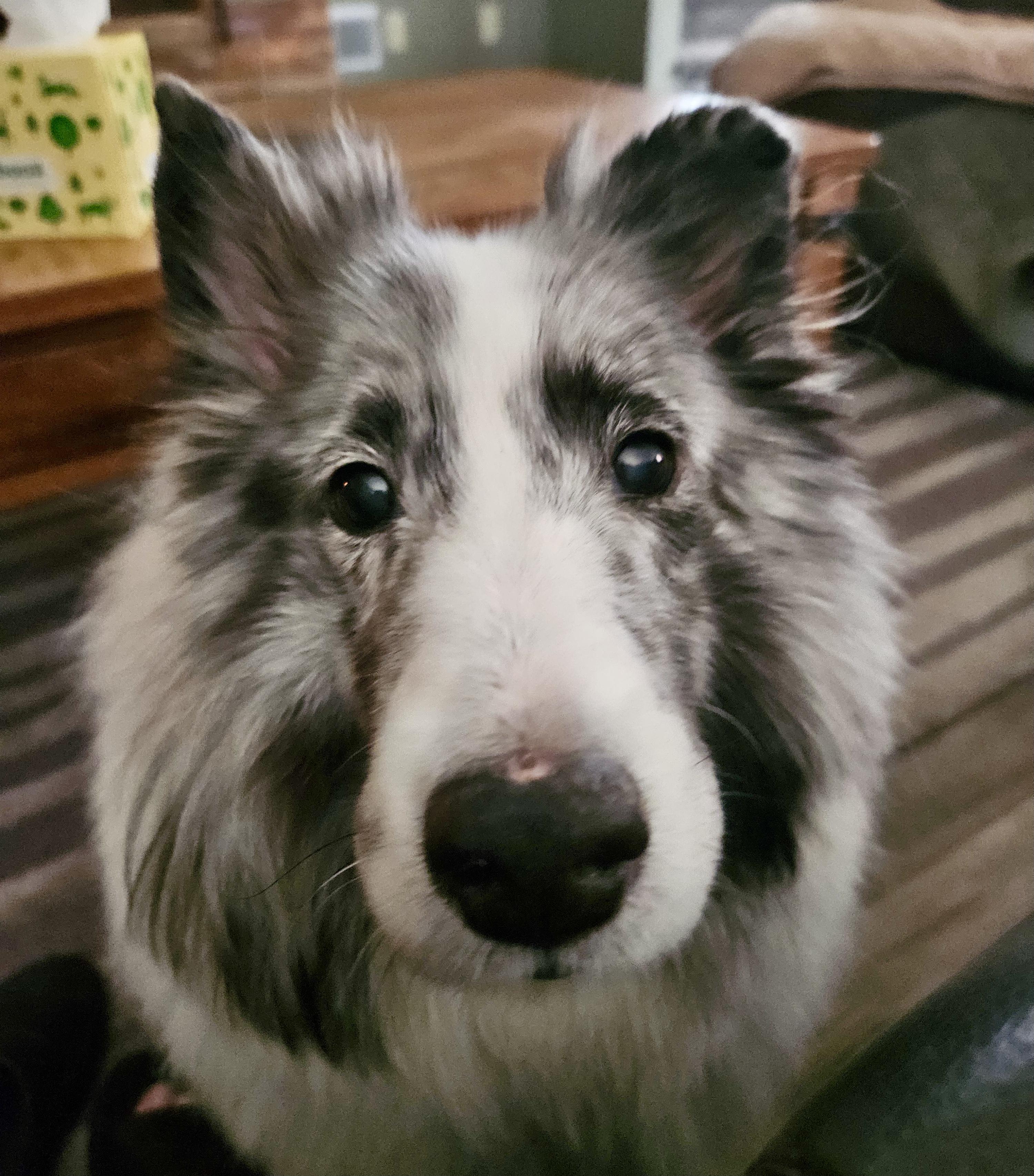 Pinkerton, ADOPTABLE, Senior Male Shetland Sheepdog / Sheltie.