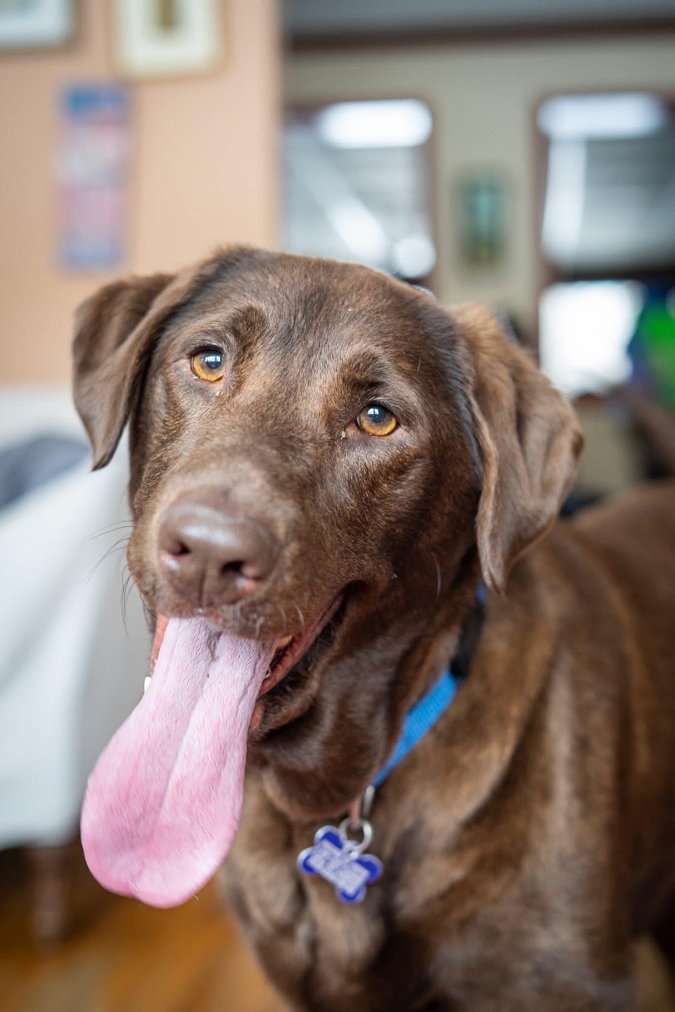 Ginger, adoptable, Adult Female Labrador Retriever.