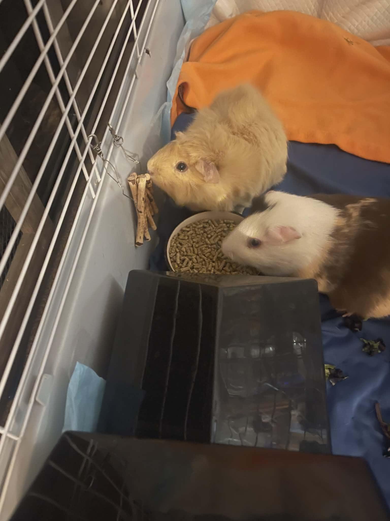 Espresso and Latte, Adoptable, Adult Female Guinea Pig.