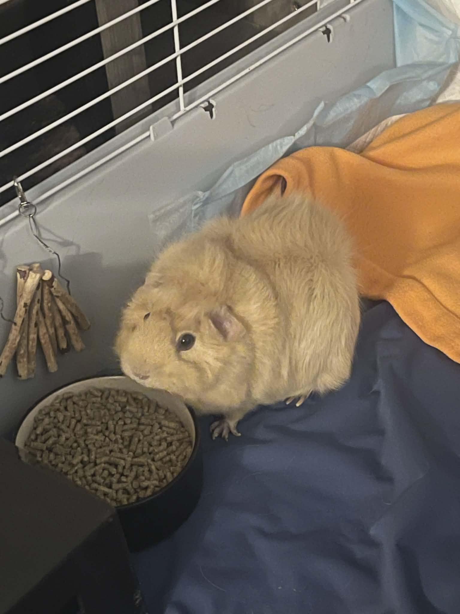 Enlarge Espresso and Latte, a Adoptable Guinea Pig in hinckley, IL image 2/3