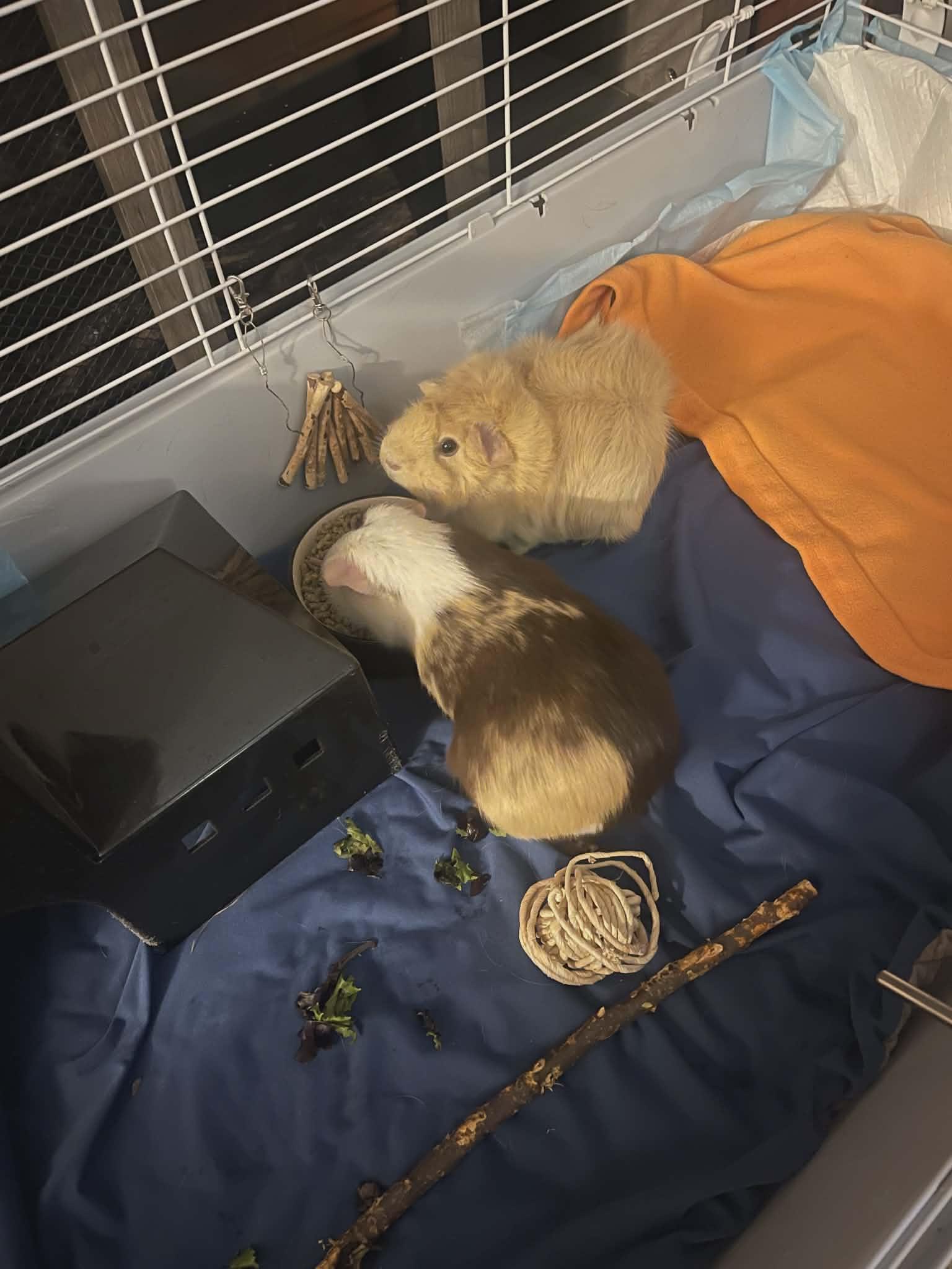 Enlarge Espresso and Latte, a Adoptable Guinea Pig in hinckley, IL image 3/3