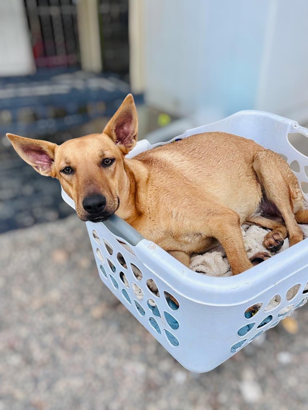 Aries, a Adoptable mixed breed in Victoria, BC image 3/6