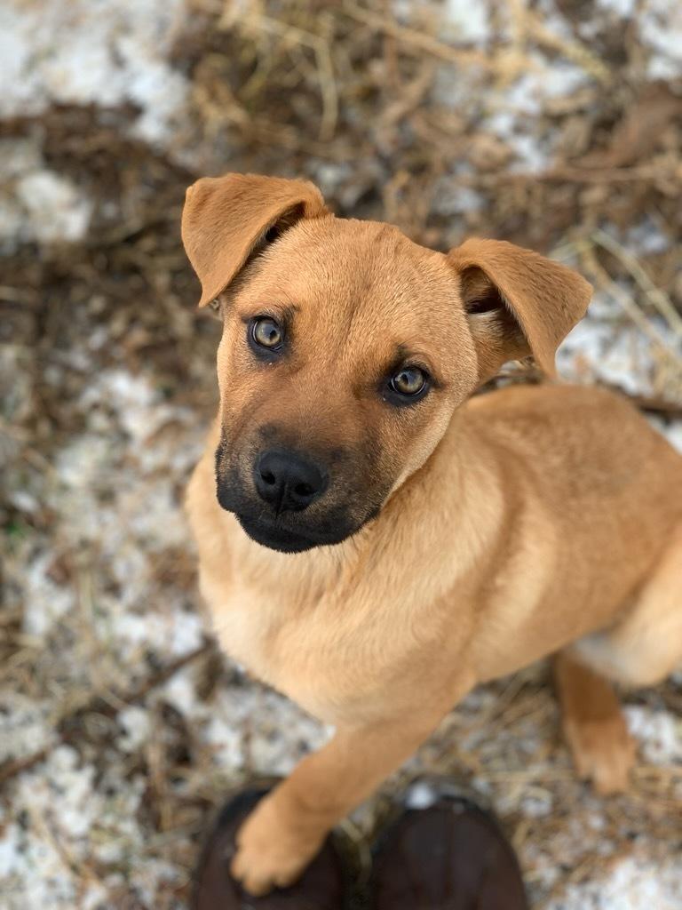 Enlarge Cayenne, a ADOPTABLE Mixed Breed in wetaskiwin, AB image 1/1