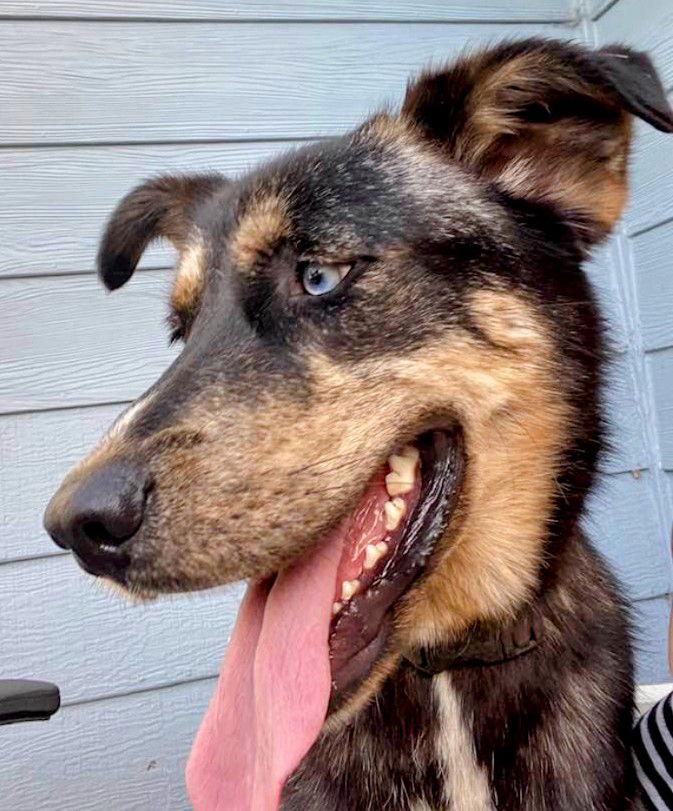 River, Adoptable, Young Female Shepherd & Husky.