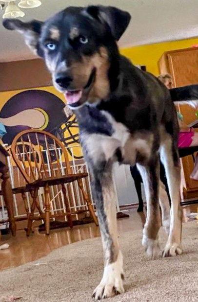 Enlarge River, a Adoptable mixed breed in Cottage Grove, MN image 2/3