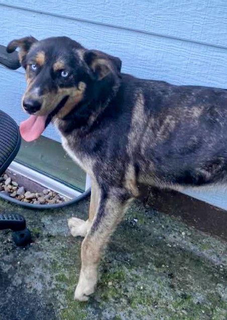 Enlarge River, a Adoptable mixed breed in Cottage Grove, MN image 3/3