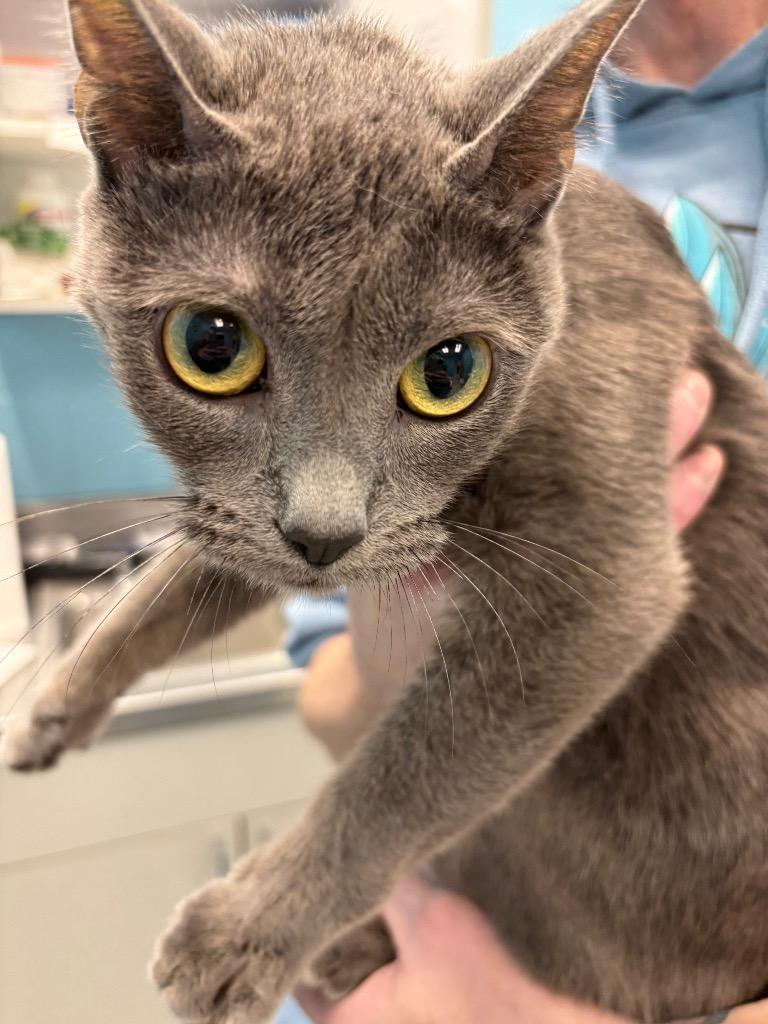 Enlarge Valentine, a Adoptable Domestic Short Hair in Frankfort, KY image 2/2