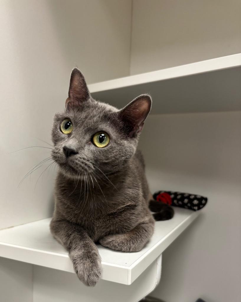Enlarge Valentine, a Adoptable Domestic Short Hair in Frankfort, KY image 1/2