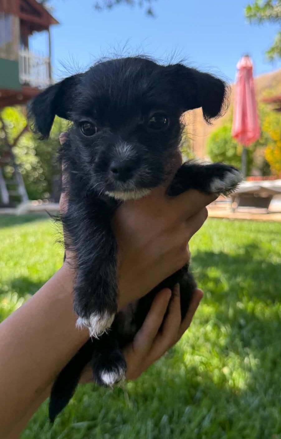 MJ, a ADOPTABLE mixed breed in Reseda, CA image 5/5