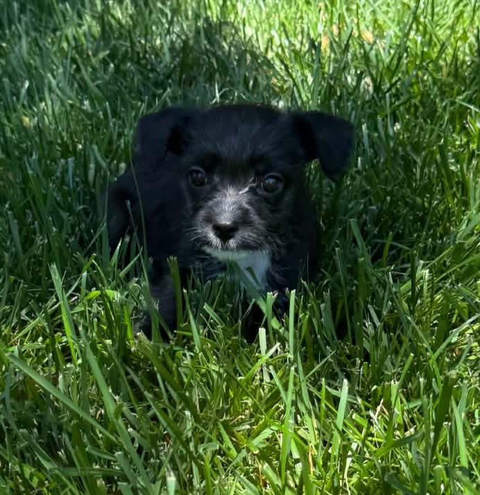 MJ, a ADOPTABLE mixed breed in Reseda, CA image 3/5