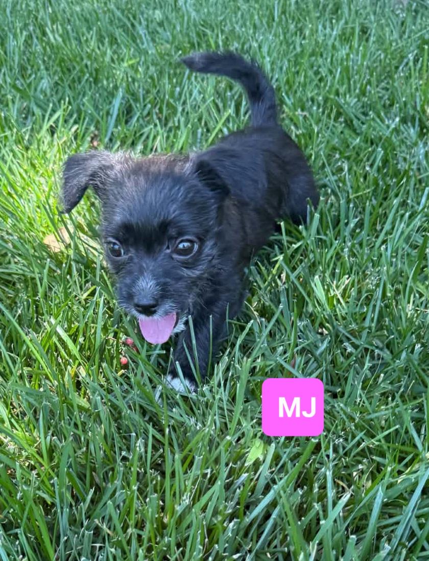 MJ, a ADOPTABLE mixed breed in Reseda, CA image 4/5