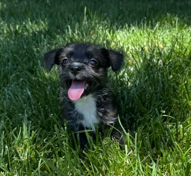 MJ, ADOPTABLE, Puppy Female Maltese.
