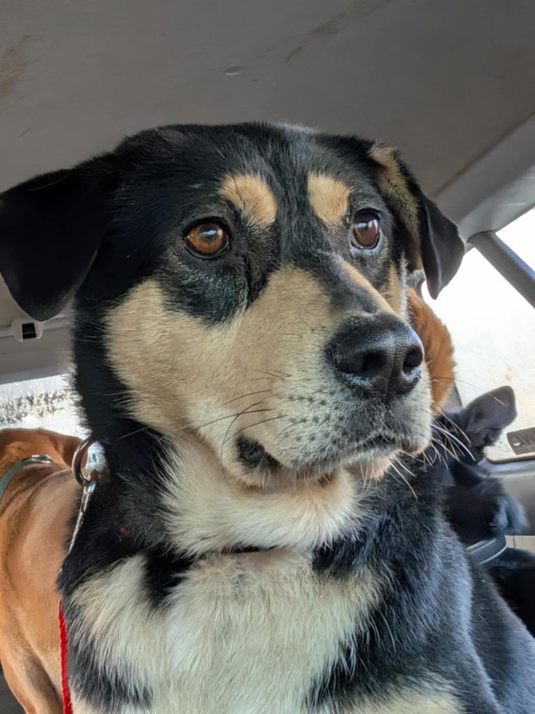 Enlarge Deviled Egg, a Adopted Affenpinscher in Chillicothe, OH image 1/2