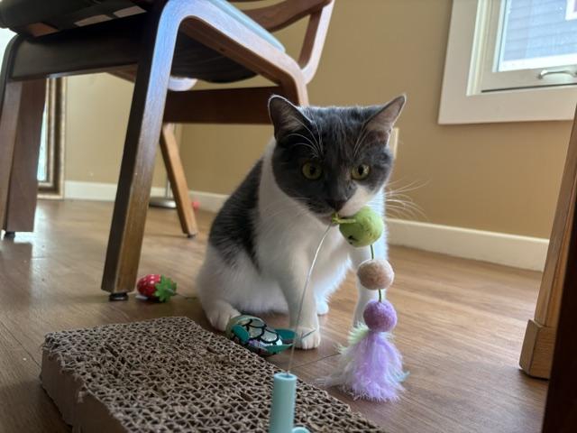 Enlarge Fern, a Adoptable Domestic Short Hair in Oberlin, OH image 5/6