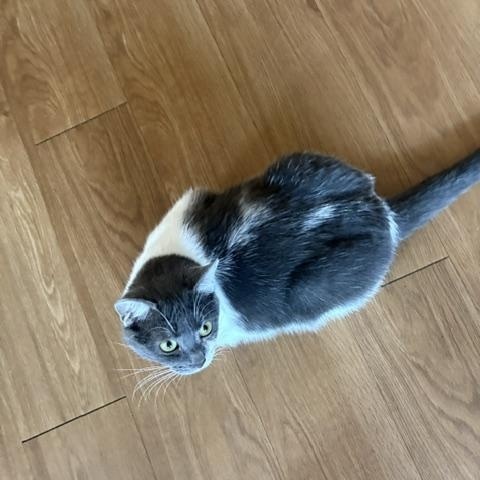 Enlarge Fern, a Adoptable Domestic Short Hair in Oberlin, OH image 4/6